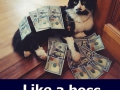 cat12