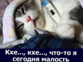 cat13