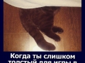 cat16