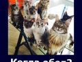 cat18