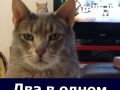 cat19