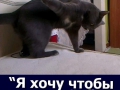 cat20