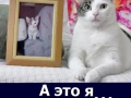 cat22