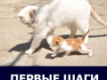 cat37