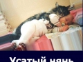 cat39