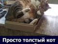 cat40