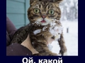 cat8